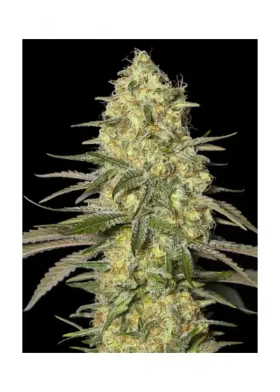 Black Dream by Eva Seeds, Photoperiod cannabis strain