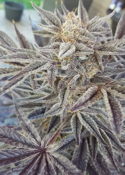 Black Garlic by Jordan Of The Islands, Photoperiod cannabis strain