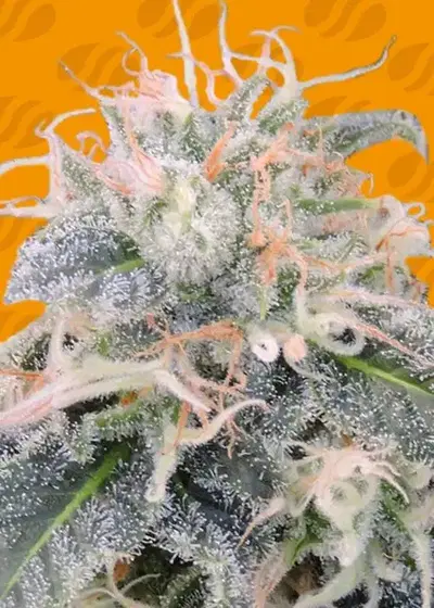 Black Ghost OG by Original Sensible Seeds, Photoperiod cannabis strain