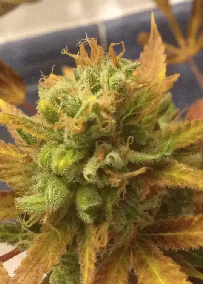 Black Gold by Cream of the Crop Seeds, Autoflower cannabis strain