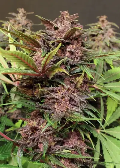 Black Haze by Pioneer Nuggets, Photoperiod cannabis strain