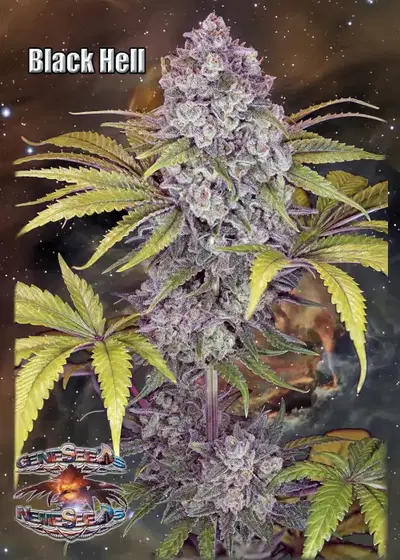 Black Hell by GeneSeeds - NemeSeeds, Photoperiod cannabis strain