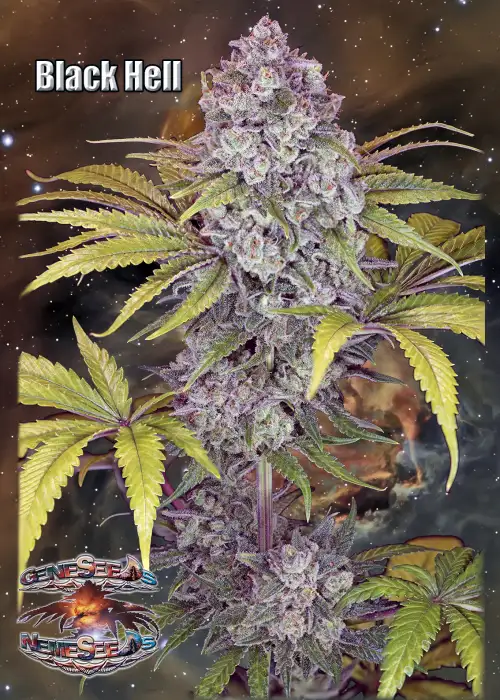 Black Hell by GeneSeeds - NemeSeeds, Photoperiod cannabis strain