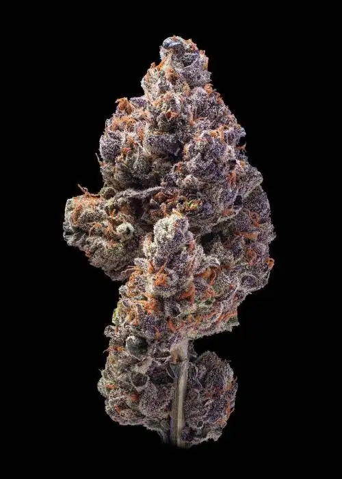 Black Hole by Elite Seeds, Photoperiod cannabis strain