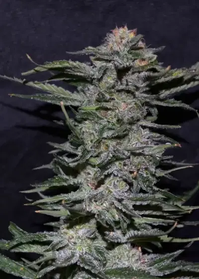 Black in Black by Green Bud Seeds, Photoperiod cannabis strain