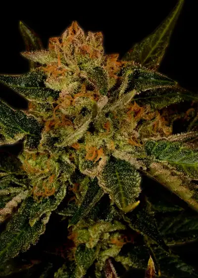 Black Jack by Dark Heart Nursery, Photoperiod cannabis strain
