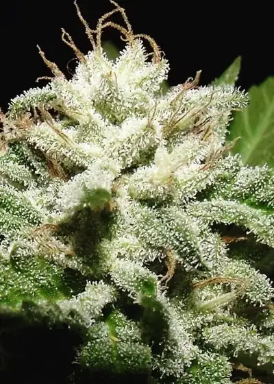 Black Jesus OG by Dr. Underground, Photoperiod cannabis strain