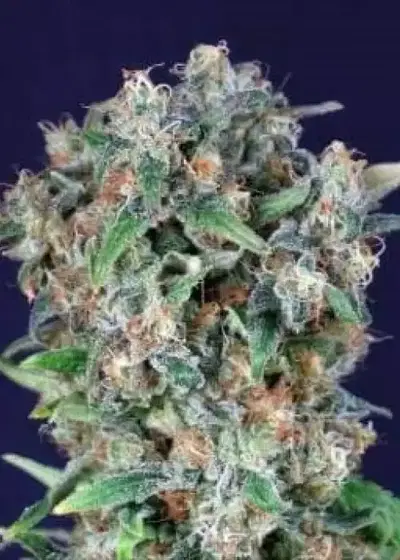 Black Kush 98 by Gea Seeds, Photoperiod cannabis strain