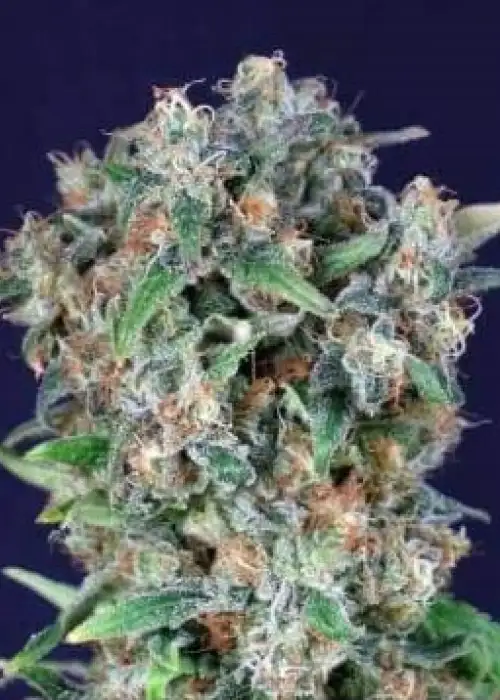 Black Kush 98 by Gea Seeds, Photoperiod cannabis strain
