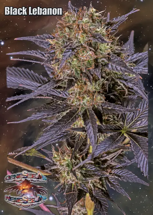 Black Lebanon by Super Sativa Seed Club, Photoperiod cannabis strain