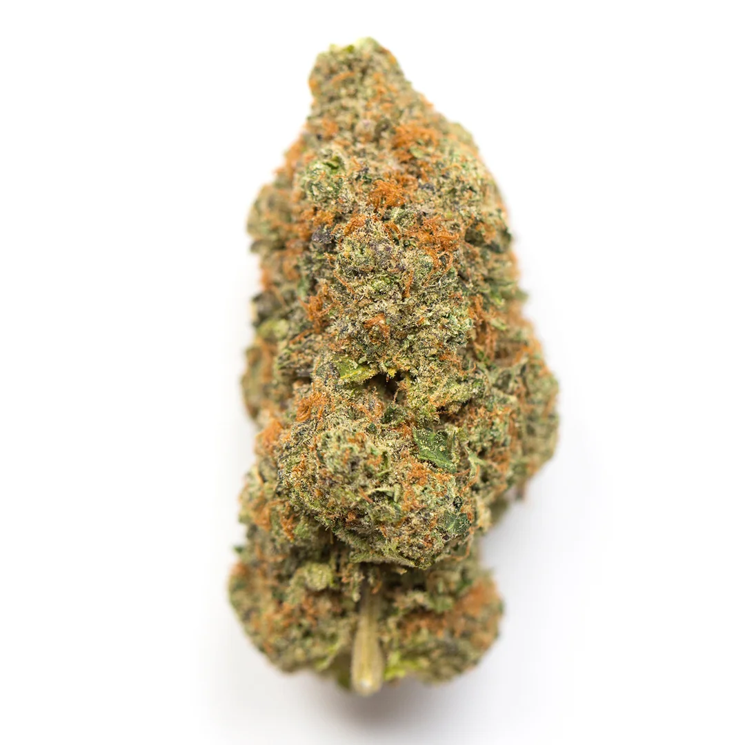 Black Lotus by Maven Genetics, Photoperiod cannabis strain