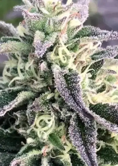 Black Mimosa by Captain Red Beard Seeds, Photoperiod cannabis strain