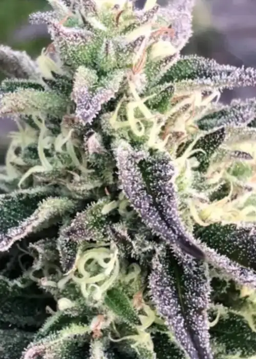 Black Mimosa by Captain Red Beard Seeds, Photoperiod cannabis strain