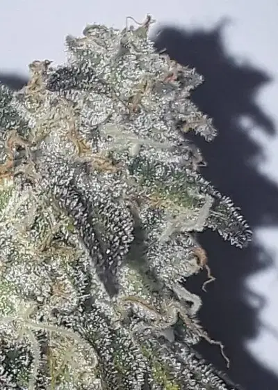 Black Mint by Gecko Seeds, Photoperiod cannabis strain