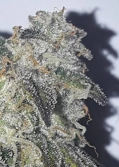 Black Mint by Gecko Seeds, Photoperiod cannabis strain