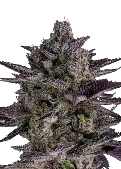 Black Phoenix by Dirty Bird Genetics, Photoperiod cannabis strain