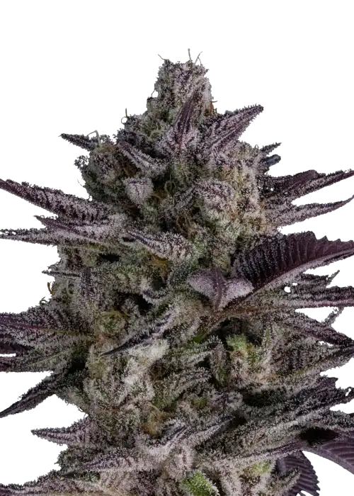 Black Phoenix by Dirty Bird Genetics, Photoperiod cannabis strain