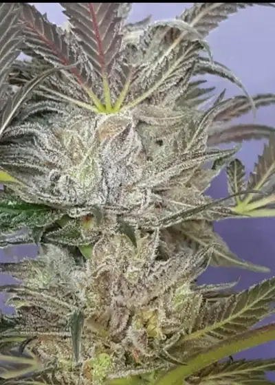 Black Raspberry Kush FEM by Cannaventure Seeds, Photoperiod cannabis strain