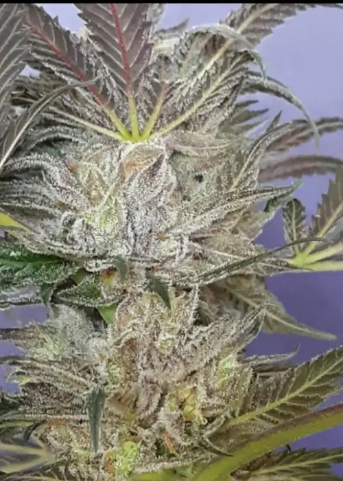 Black Raspberry Kush FEM by Cannaventure Seeds, Photoperiod cannabis strain