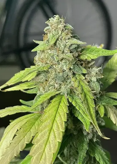 Black Runtz Cake by Purple Caper Seeds, Autoflower cannabis strain