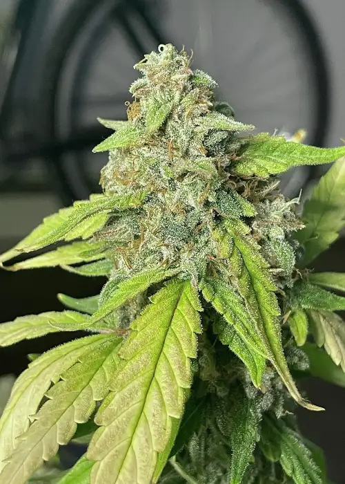 Black Runtz Cake by Purple Caper Seeds, Autoflower cannabis strain