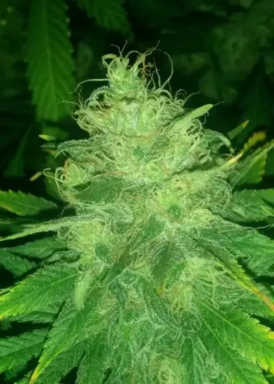 Black Russian by Delicious Seeds, Photoperiod cannabis strain