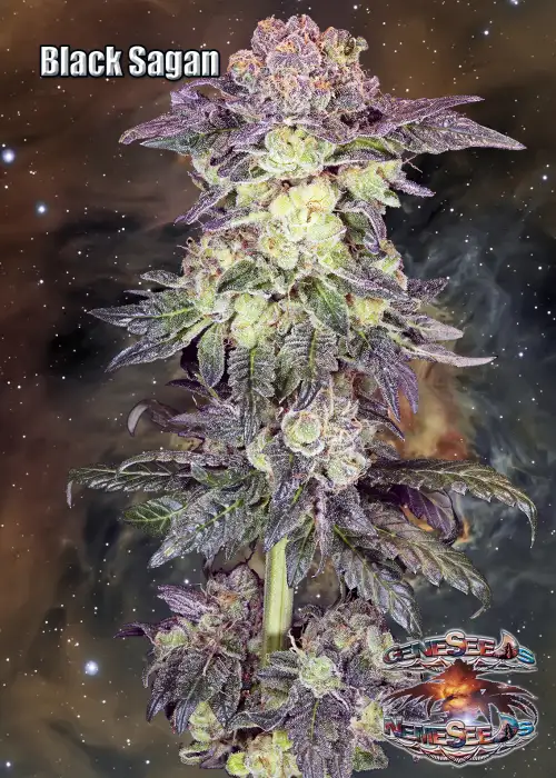 Black Sagan by GeneSeeds - NemeSeeds, Photoperiod cannabis strain