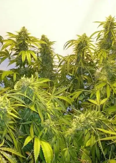 Black Samba by Flash Seeds, Autoflower cannabis strain
