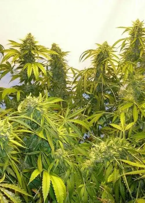 Black Samba by Flash Seeds, Autoflower cannabis strain