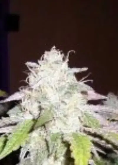 Black Star by Pheno Finder Seeds, Photoperiod cannabis strain