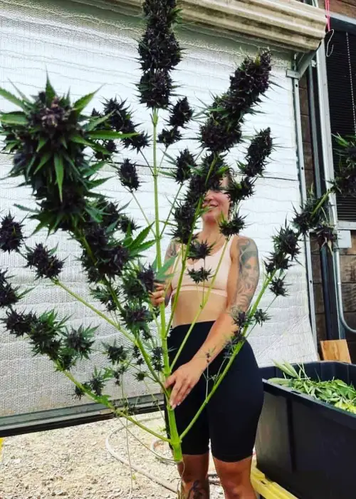 Black Strap R1 by Brother Mendel’s Selection, Autoflower cannabis strain