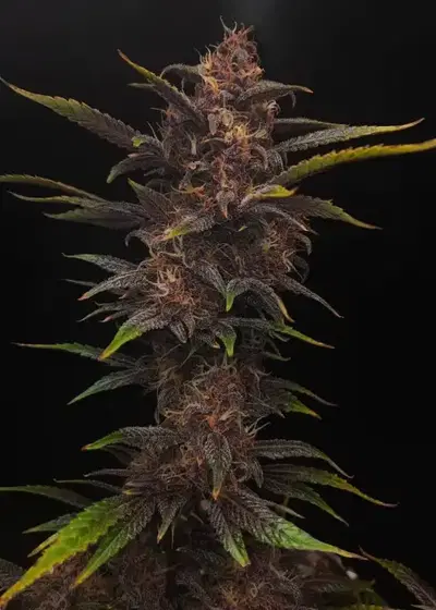Black Strap by Gnome Automatics, Autoflower cannabis strain