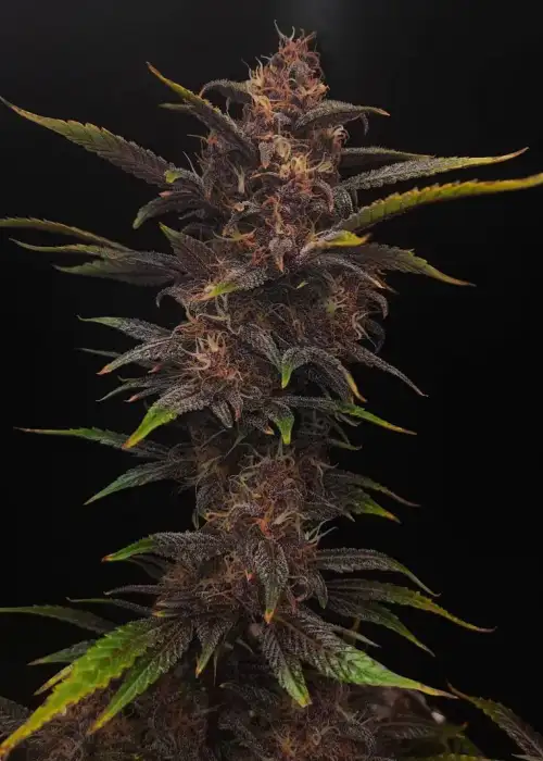 Black Strap by Gnome Automatics, Autoflower cannabis strain