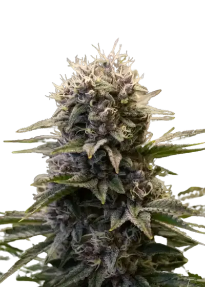 Black Ultimate by IZI Seeds, Photoperiod cannabis strain