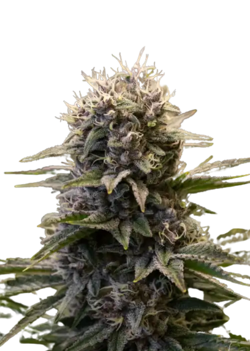 Black Ultimate by IZI Seeds, Photoperiod cannabis strain