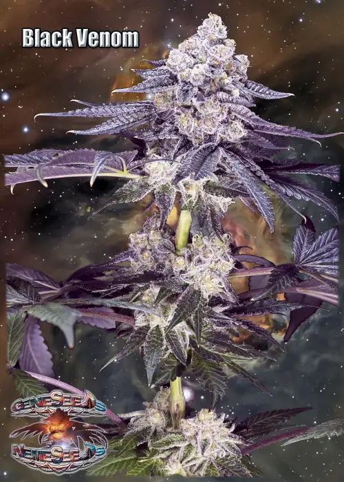 Black Venom by GeneSeeds - NemeSeeds, Photoperiod cannabis strain