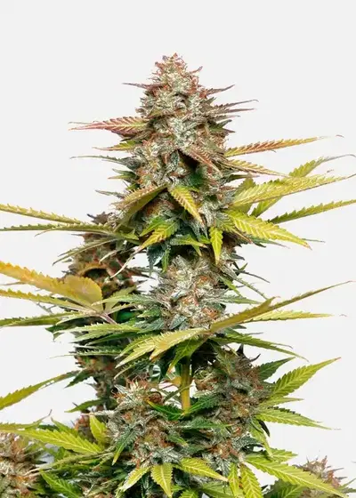 Black Widow Auto by Copenhagen Seed Company, Autoflower cannabis strain