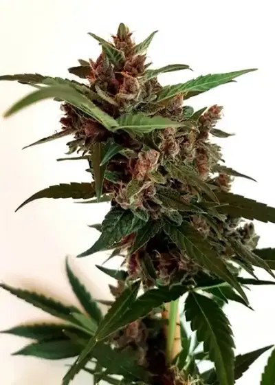 Black Widow Automatic by Zenseeds, Autoflower cannabis strain