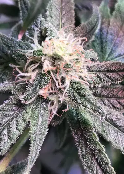 Black Widow Fem by ILGM, Photoperiod cannabis strain