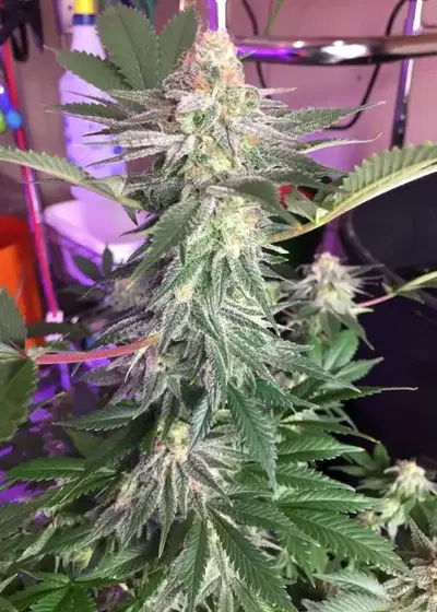 Black Widow by Mr.Nice, Photoperiod cannabis strain