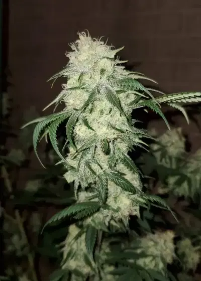 Black Zombie by Lineage Genetics, Photoperiod cannabis strain