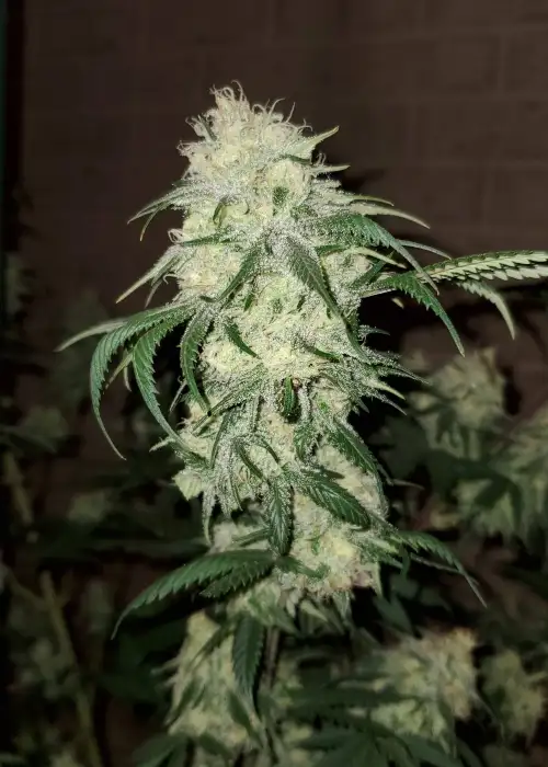 Black Zombie by Lineage Genetics, Photoperiod cannabis strain