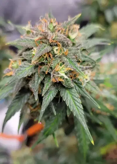 Blackberry Autoflower by Coastal Mary Seeds, Autoflower cannabis strain