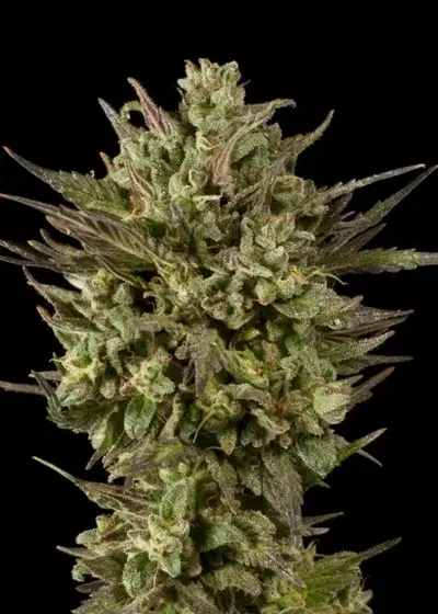Blackberry Fire by Dark Heart Nursery, Photoperiod cannabis strain