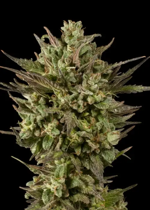Blackberry Fire by Dark Heart Nursery, Photoperiod cannabis strain