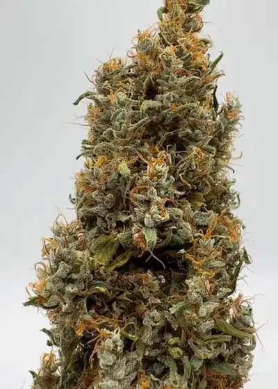 Blackberry Ghana by Dragons Flame Genetics, Photoperiod cannabis strain
