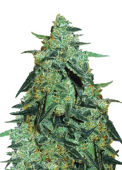 Blackberry Gum Auto by Dutch Genetics, Autoflower cannabis strain