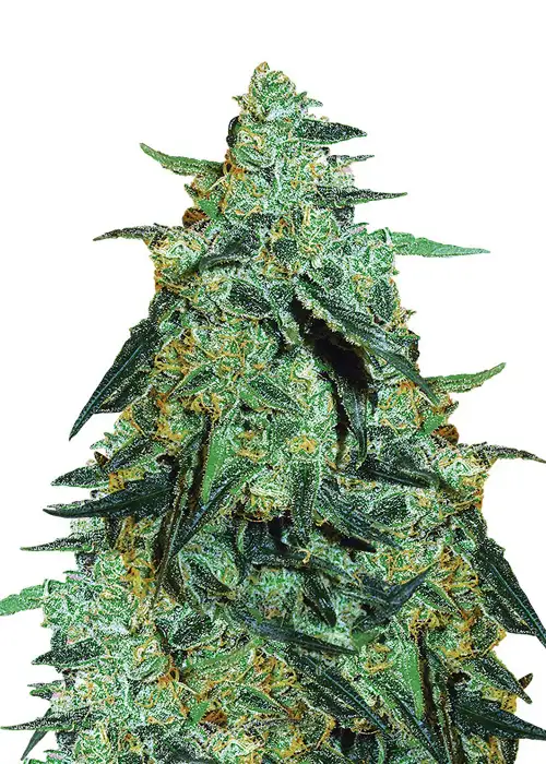 Blackberry Gum Auto by Dutch Genetics, Autoflower cannabis strain