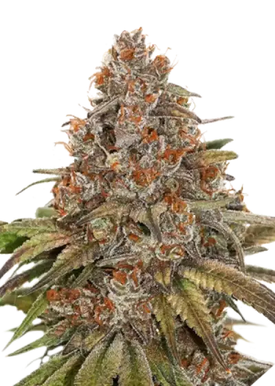 Blackberry Gum by Seedstockers, Photoperiod cannabis strain