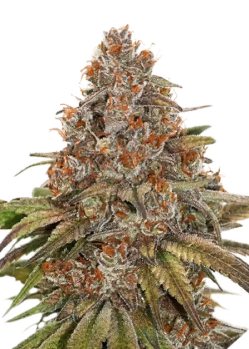 Blackberry Gum by Seedstockers, Photoperiod cannabis strain
